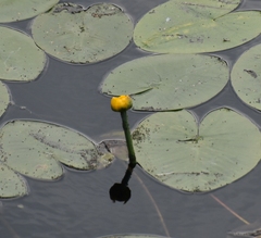 Nuphar lutea