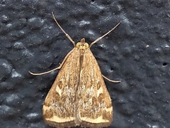 Loxostege sticticalis