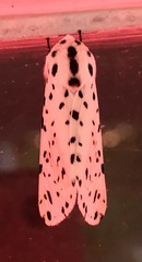 Hypercompe permaculata