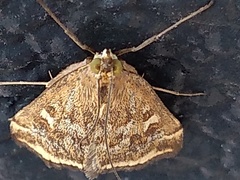 Loxostege sticticalis