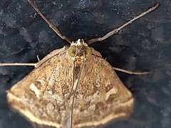 Loxostege sticticalis