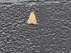 Loxostege sticticalis
