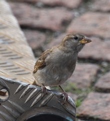 Passer domesticus
