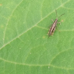 Chorthippus brunneus