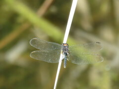 Diplacodes lefebvrii