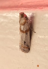 Acroncosa albiflavella