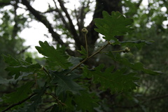 Quercus × rosacea