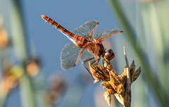 Sympetrum madidum