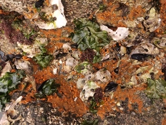 Halichondria japonica