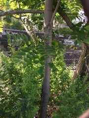 Ailanthus altissima