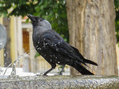 Corvus monedula spermologus