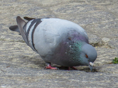Columba livia