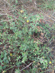 Prosopis reptans