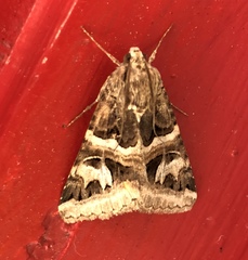 Drasteria mirifica