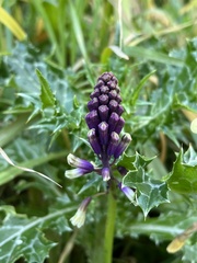 Bellevalia trifoliata
