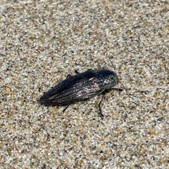 Buprestis lyrata