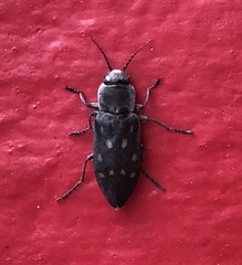 Melanophila consputa