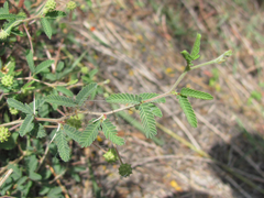 Prosopis reptans