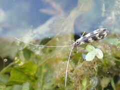 Mystacides longicornis