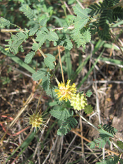 Prosopis reptans