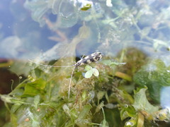 Mystacides longicornis