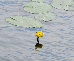 Nuphar lutea