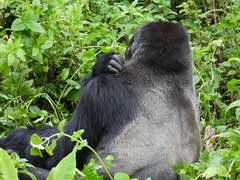 Gorilla beringei