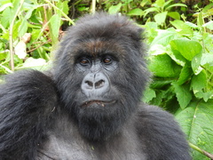 Gorilla beringei