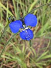 Commelina