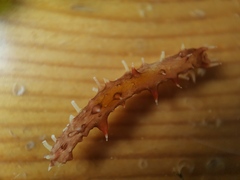 Apostichopus japonicus