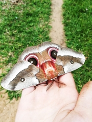 Gonimbrasia belina