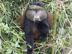 Cercopithecus mitis kandti