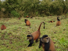 Cercopithecus mitis kandti