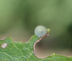 Limenitis arthemis