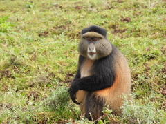 Cercopithecus mitis kandti