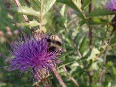 Bombus patagiatus