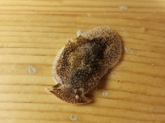 Pleurobranchaea japonica