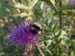 Bombus patagiatus