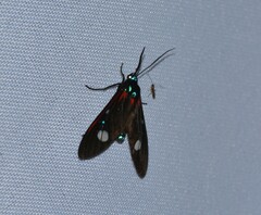 Euclera diversipennis