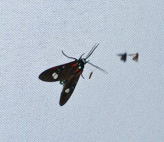 Euclera diversipennis