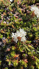 Rhododendron tomentosum