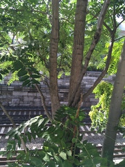 Ailanthus altissima