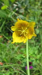 Calochortus barbatus