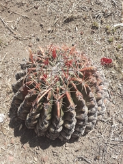Ferocactus latispinus