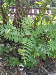Ailanthus altissima