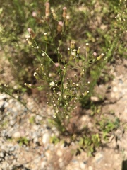 Erigeron canadensis pusillus