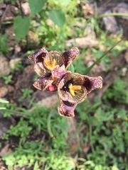 Tigridia vanhouttei