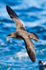 Short-Tailed Shearwater photo 4