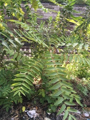 Ailanthus altissima
