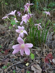 Zephyranthes robusta
